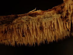 Hydnocristella himantia