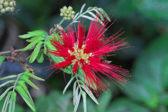 Calliandra tweediei