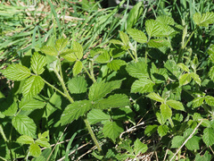 Rubus bavaricus