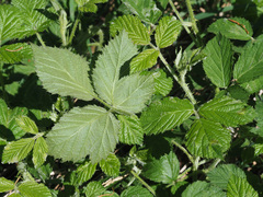 Rubus bavaricus