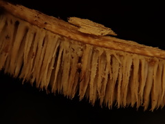 Hydnocristella himantia