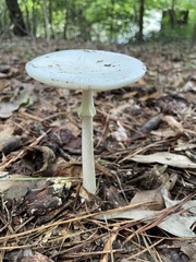 Amanita multisquamosa