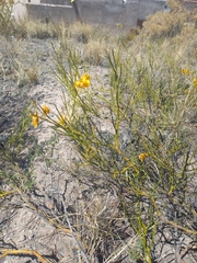 Senna aphylla