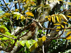 Centrolobium tomentosum