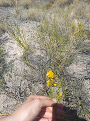 Senna aphylla