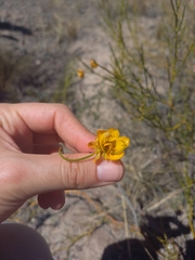 Senna aphylla