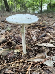 Amanita multisquamosa