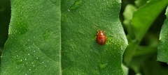 Sphaeroderma testaceum