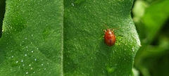 Sphaeroderma testaceum