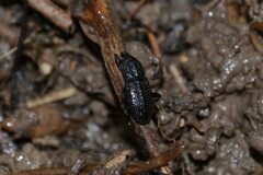 Mitoplinthus caliginosus