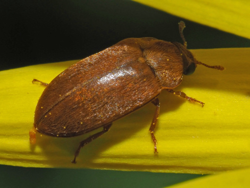 Byturus ochraceus nuotrauka