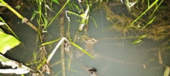 Xenopus tropicalis