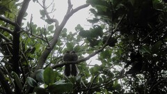 Rhipidura fuliginosa placabilis