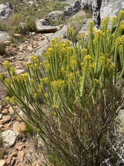 Euryops erectus