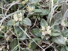 Guilleminea densa
