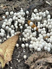 Coprinellus disseminatus