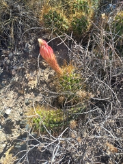 Trichocereus candicans