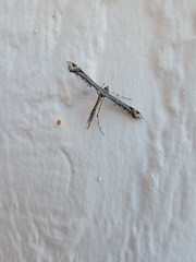 Anstenoptilia marmarodactyla