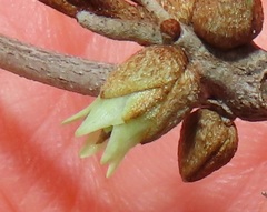 Englerophytum natalense