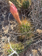 Trichocereus candicans