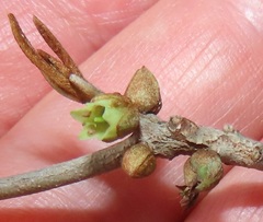 Englerophytum natalense