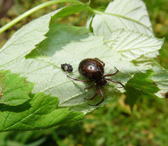 Enoplognatha marmorata