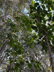 Antidesma platyphyllum