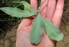 Englerophytum natalense