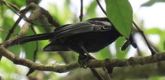Melaniparus niger