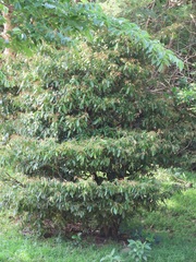 Englerophytum natalense