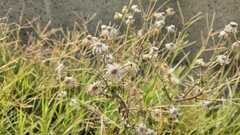 Heterotheca inuloides