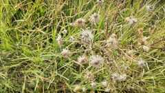 Heterotheca inuloides