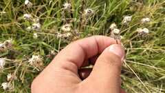 Heterotheca inuloides