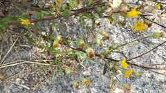 Heterotheca inuloides