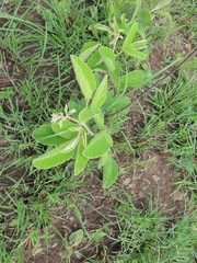 Diospyros galpinii