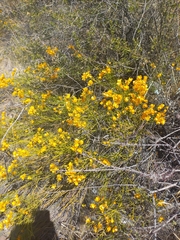 Senna aphylla