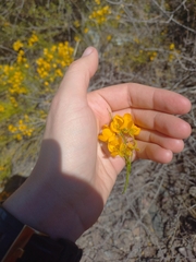 Senna aphylla