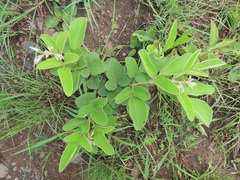 Diospyros galpinii