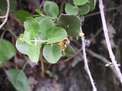 Tristerix corymbosus