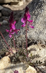 Indigofera declinata