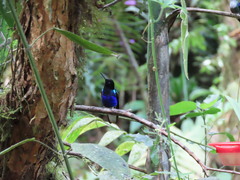 Boissonneaua jardini