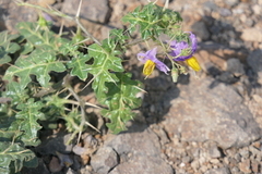 Solanum virginianum