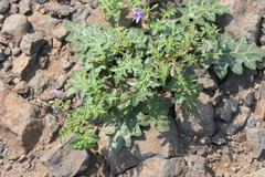 Solanum virginianum
