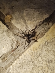 Chaetopelma olivaceum