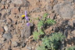 Solanum virginianum