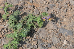 Solanum virginianum