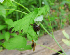 Enoplognatha marmorata