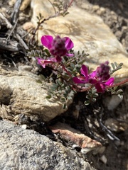 Indigofera declinata