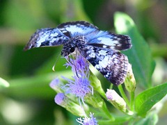 Chiomara georgina
