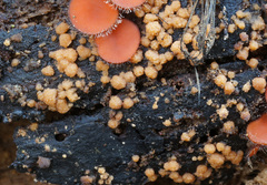 Sphaerosporium lignatile